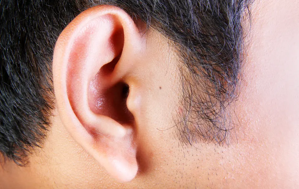 Ear structure and anatomy - featured image