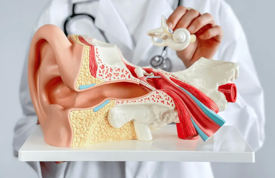 Understanding the Eustachian Tube - featured image